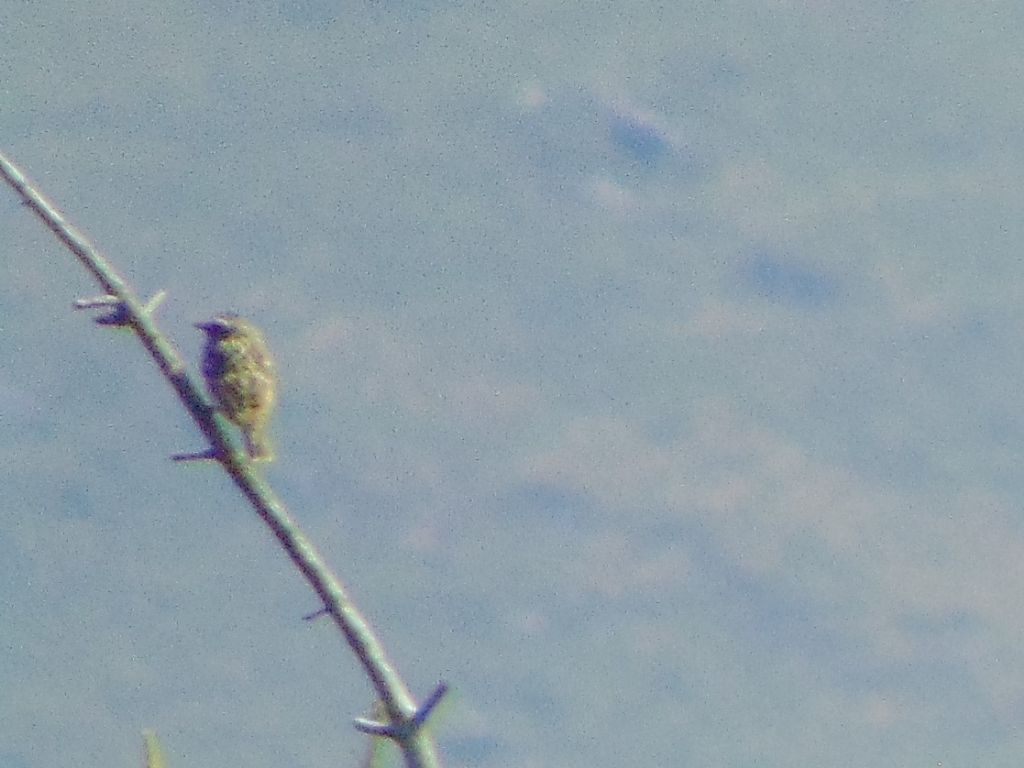 id?